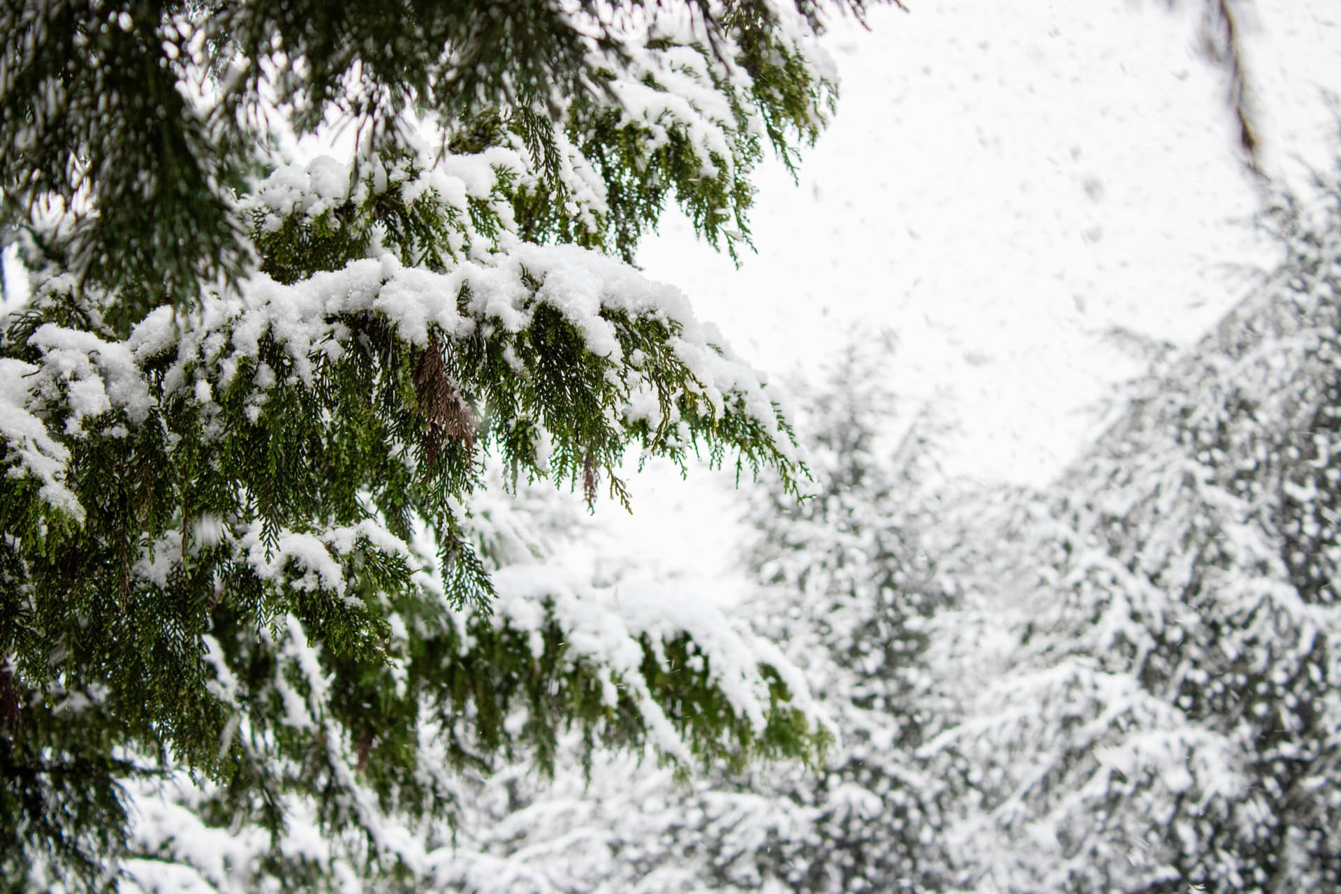 snow-covered-evergreen-tree
