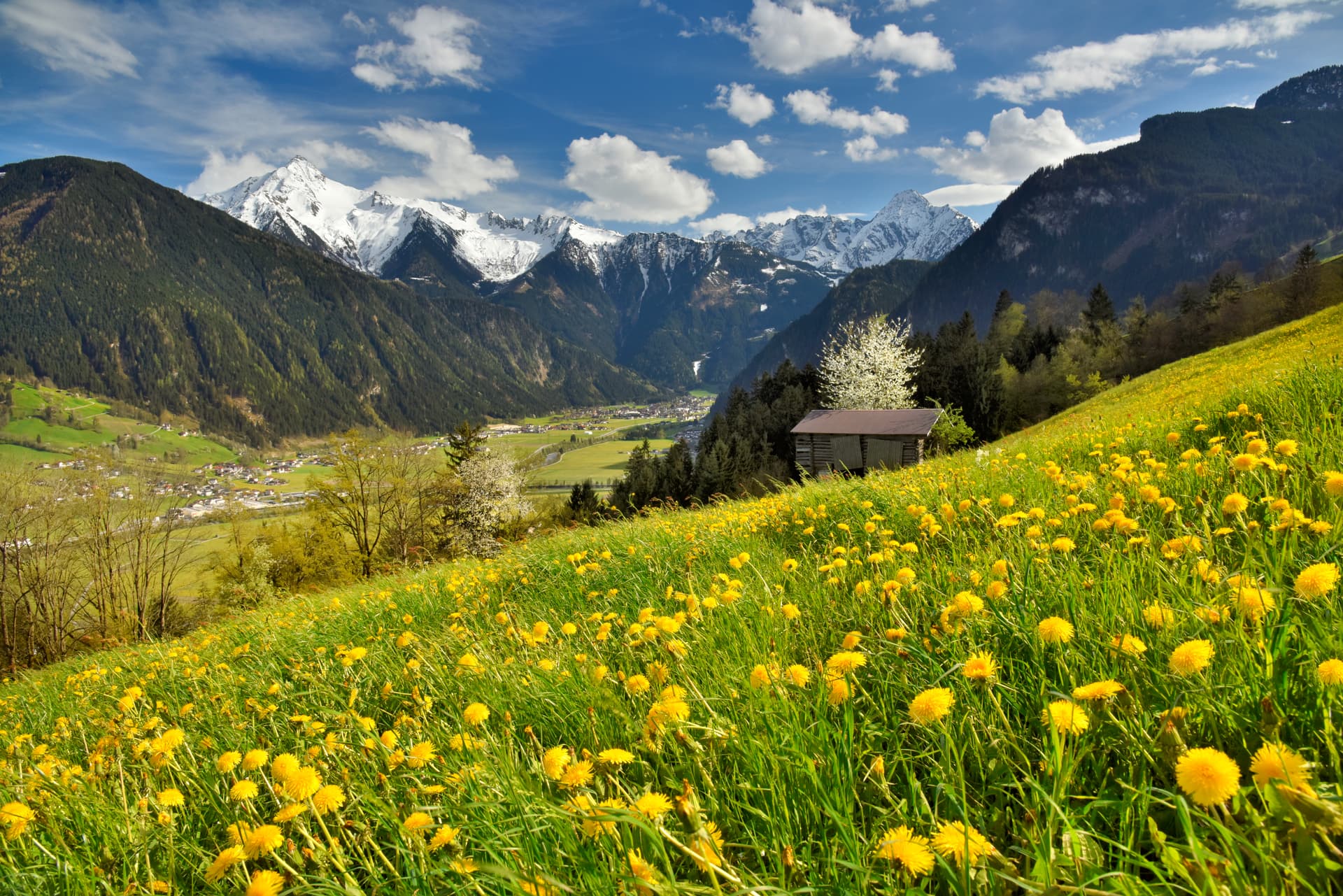 Mayrhofen-flower-field-landscape